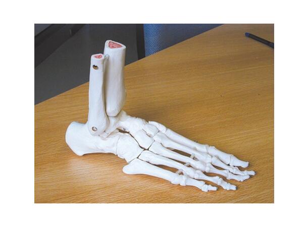 PODIATECH SKELETON FOOT Anatomiskt fot-skelett